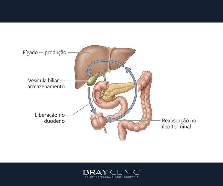 Sais biliares: entenda sua função na digestão e quando podem causar problemas